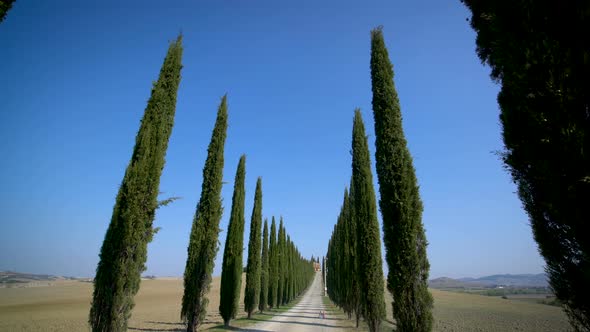 Cypress Trees Row Along Tuscany Road  Driver POV alt