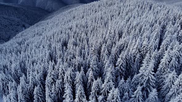 Aerial Unvei Shot of Winter Forest in Mountain Valley