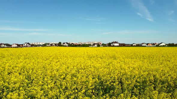 Flying Over the Rapeseed Field During Rapeseed Flowers Blooming alt
