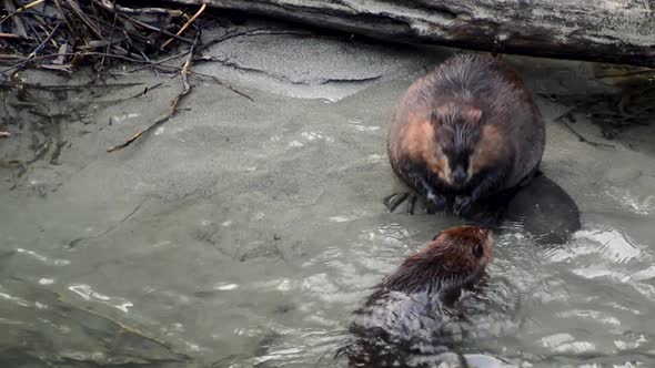 A young North American Beaver swims up to its parent for grooming on the bank of Skagit River in Was alt