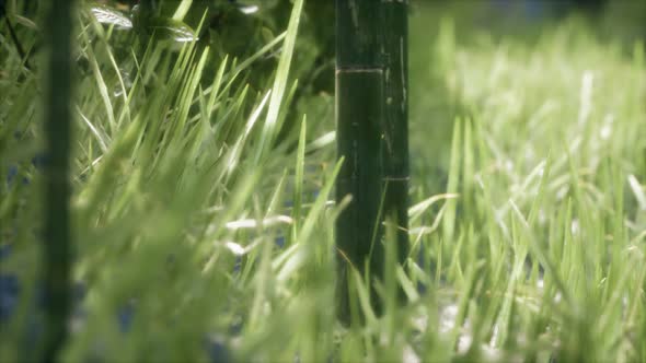 Fresh Green Grass on the Forest alt