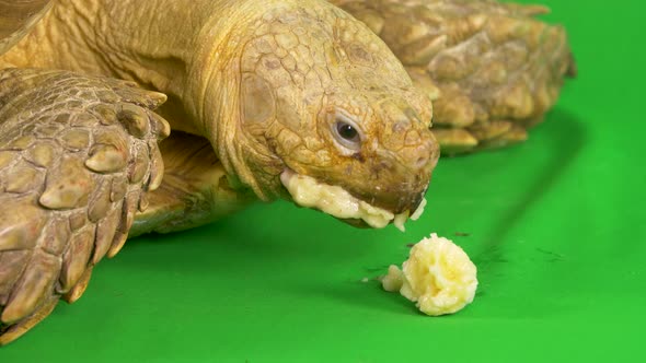Close-up of a Sulcata African Spurred Tortoise with messy banana on its face on green chroma key scr alt