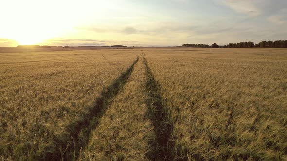 Aerial Over Road Going Into Distance On Big Yellow Wheat Field At Golden Sunset alt