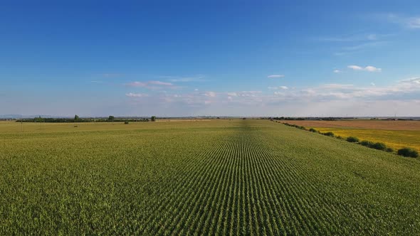 Aerial Flight Over Corn Field 2 alt