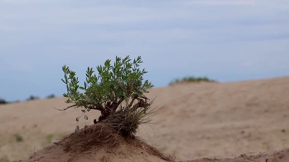Green bush in sand with epic sky, desert growth