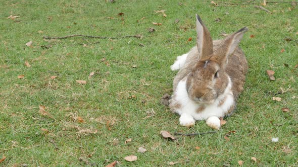 Rabbit in the field resting on grass 4K 3840X2160 UltraHD footage - Bunny laying and relaxing in nat alt
