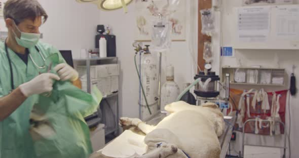 Veterinary surgery - Veterinarian operating a white dog in a pet clinic alt