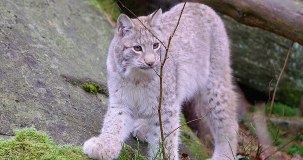 European Young Lynx Cat Walks and Sits Down in the Forest