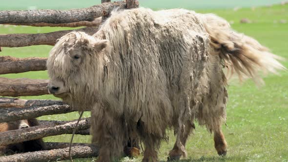 White Yak With Extremely Long Hair Fur alt
