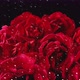 Falling drops of water on the buds of red roses. Rain outside the window - VideoHive Item for Sale