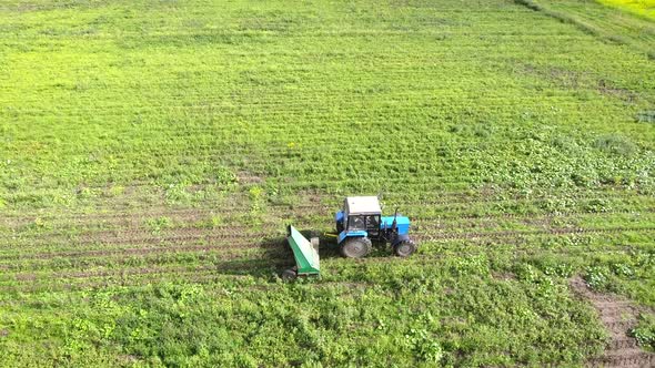 The Tractor Produces the Harvest on the Mustard Field. Yellow Flowers Greenfield