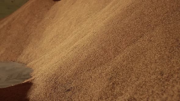 Close Up Footage of Rice Paddy Crops Ready For Milling Process alt