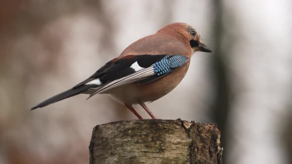 Slow Motion Beautiful Extreme Close Up of Eurasian Jay Perched on a Tree Trunk Looking for Food alt