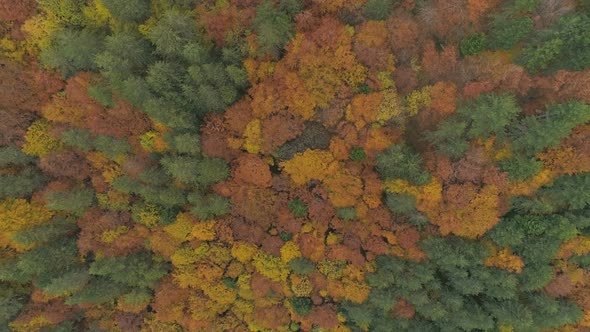 Silent and Florid Balkan Forest with Autumn Colors alt