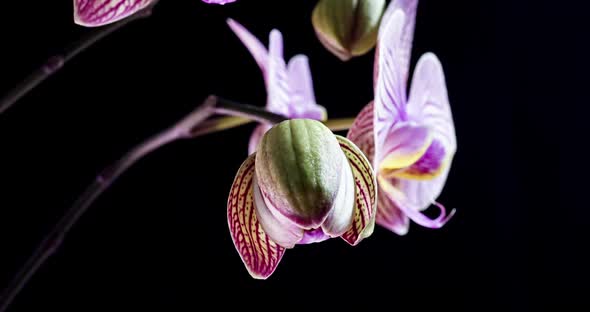 Beautiful Orchid Unfolds in a Time Lapse on a Black Background alt