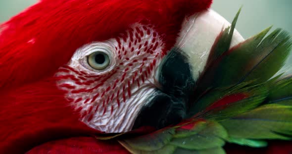 Macro Beautiful Macaw Parrot Bird Eye Close Up, Tropical Nature Color Wildlife