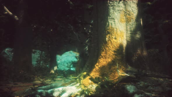 Tree Roots and Sunshine in a Green Forest alt