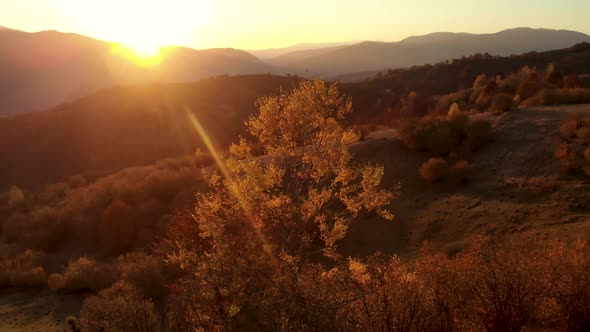 Aerial Crane Shot of Tree Covered in Golden Leaves at Sunset