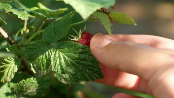 A woman's hand removes berries from a bush. Summer raspberry on the bush.