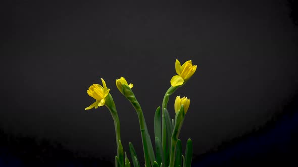 Time Lapse of Flowering Daffodil alt