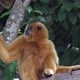 Gibbon Monkey - VideoHive Item for Sale