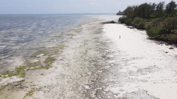 Lonely Woman Walking on the Beach at Low Tide Low Tide in Zanzibar Slow Motion alt