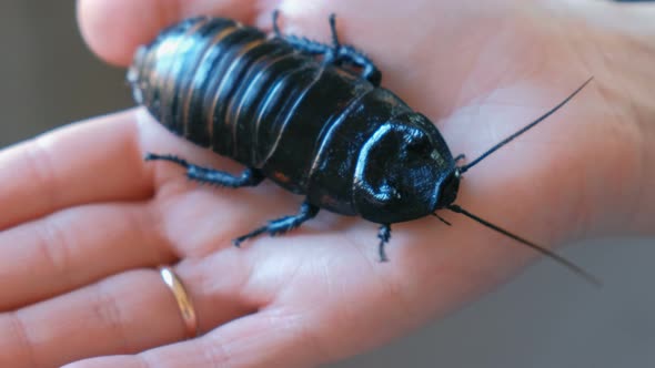 Male of Gromphadorhina Portentosa the Hissing Cockroach, One of the Largest Species of Madagascar