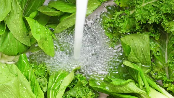 Washing in Water in Sink Green Pok Choy and Kale Cabbage Leaves in Kitchen alt
