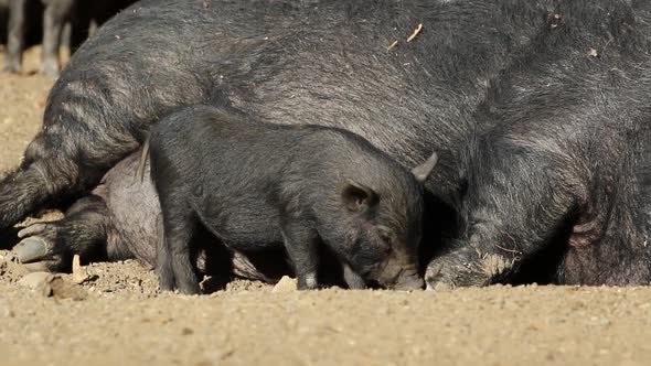 Pot Bellied Pigs alt
