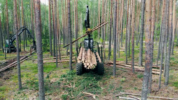 Pine Trunks Are Getting Mechanically Processed and Stacked alt