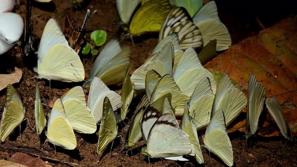 Assorted yellow butterfly swarming, Redspot Sawtooth Prioneris clemanthe, Common Gull Cepora nerissa alt
