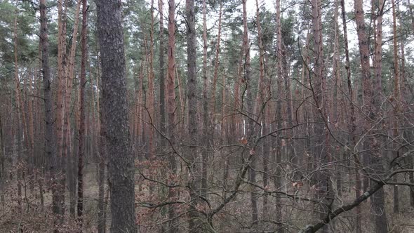 Forest Landscape Aerial View Slow Motion alt