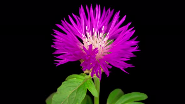 Time Lapse of Blossoms Purple Flower of Persian Cornflower Centaurea Dealbata alt