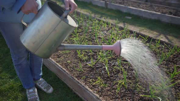 Gardener Waters From Watering Can Seedlings of Young Onions in Garden Bed