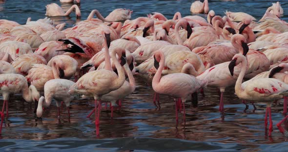 Lesser Flamingo, phoenicopterus minor, Colony at Bogoria Lake in Kenya, Real Time 4K alt
