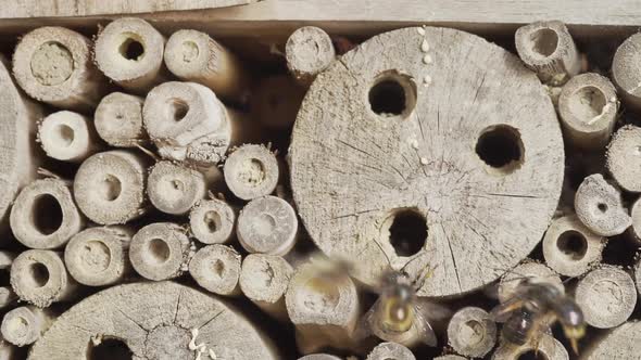 Slow Motion of Wild Bees at Insect Hotel