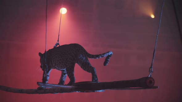 A trained leopard walks along a beam under the beams of spotlights, a circus performance