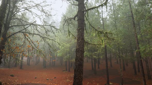 Walking Through the Mysterious Foggy Forest in Gran Canaria Mountains. Canary Islands. alt