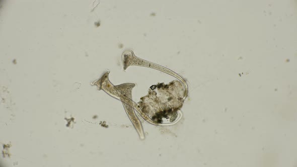 Ciliate Stentor Stretched  alt