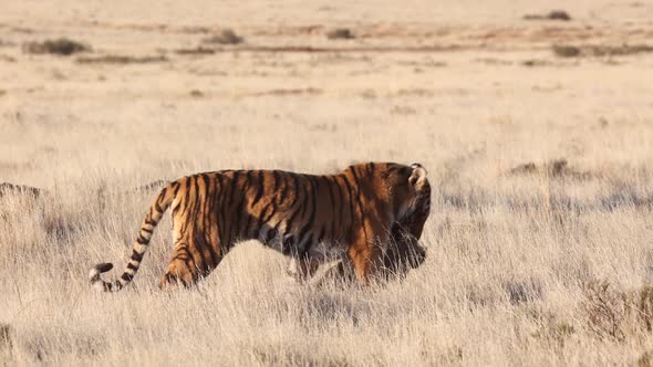 Predator Bengal Tiger drags recently killed warthog through tall grass alt