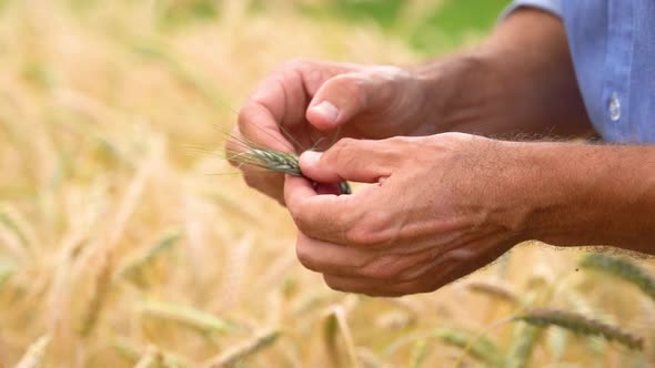 Farmer Inspecting Wheat