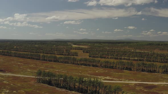 Wide establishing aerial flight over Blueberry field landscape after harvest alt