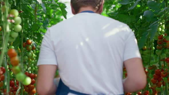 Agro Business Owner Device Monitoring Tomatoes Producing Process in Greenhouse alt