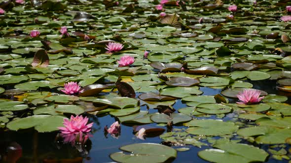 Water Lilies Covering a Pond