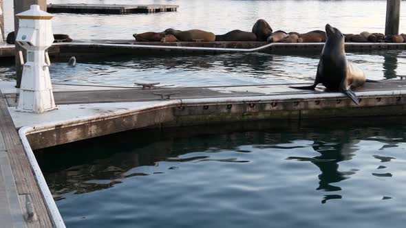Sea Lion Rookery on Pier California USA