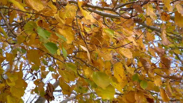 Slow-motion medium shot of yellow silver poplar autumn leaves moved by the wind alt