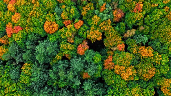 Stunning forest in the autumn. Aerial view of wildlife. alt