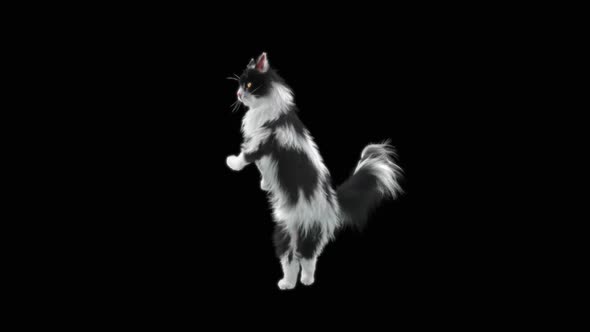 Cat Dancing HD alt