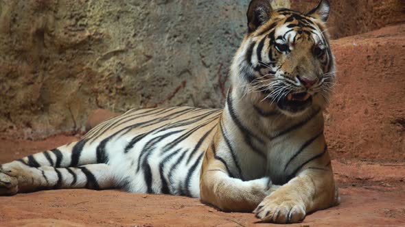 a Siberian tiger resting and relaxing alt