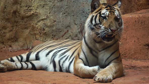 a Siberian tiger resting and relaxing